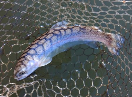 釣り初め ～大安トラウトレイク～